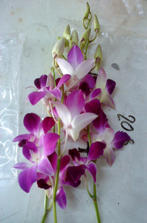 Technique to extend the orchid flowers age with Gas AKon by RMUTT