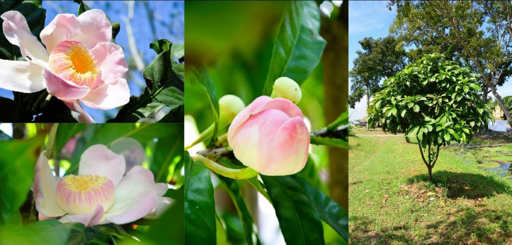 RMUTT History – Old – Rajamangala University of Technology Thanyaburi