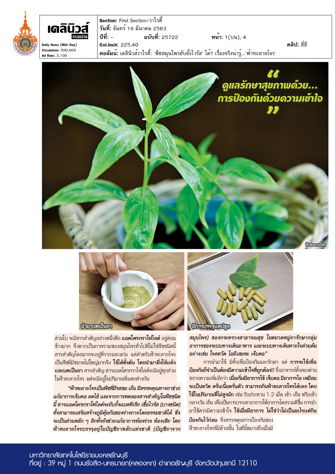 Daily News Variety Column: 'Medicinal herb stopping Covid-19?'….  'Fah-talai-jone'