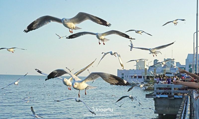 Tourist attraction in Thailand: 'Bang Pu Recreation Center' – Rajamangala University of Technology Thanyaburi